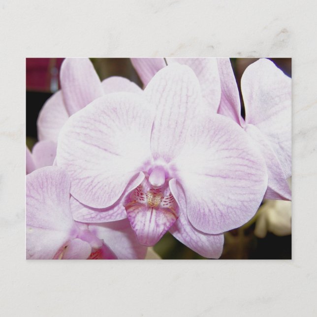 Orchid Four Postcard (Front)