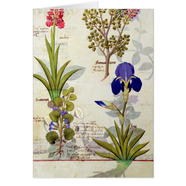Orchid & Fumitory or Bleeding Heart Hedera & Iris (Front)