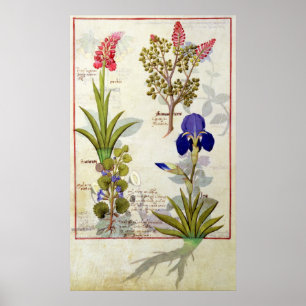 Orchid & Fumitory or Bleeding Heart Hedera & Iris Poster