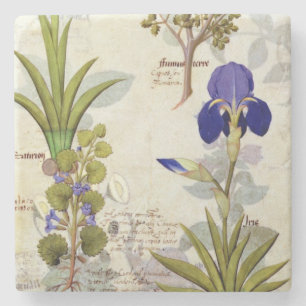 Orchid & Fumitory or Bleeding Heart Hedera & Iris Stone Coaster