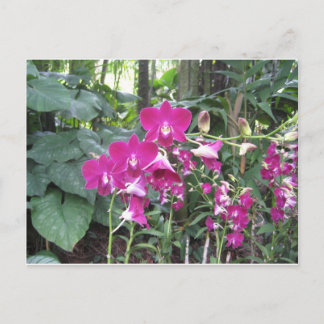 Orchid Garden,Singapore Postcard