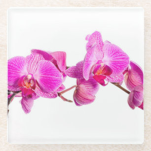 Orchid Glass Coaster