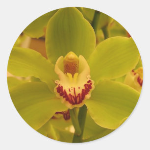 Orchid Green Cymbidium Classic Round Sticker