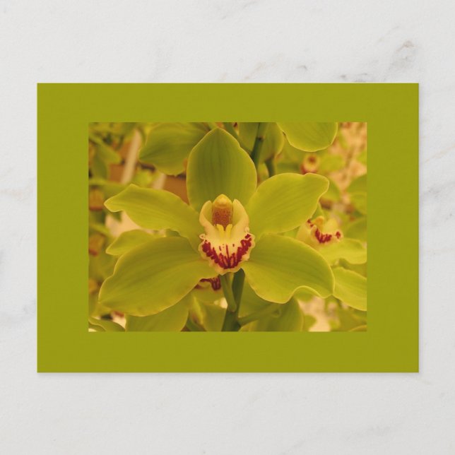Orchid  Green Cymbidium Postcard (Front)
