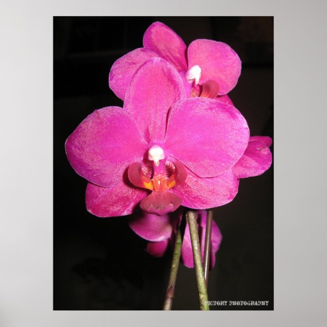 Orchid in Bloom Poster (Front)