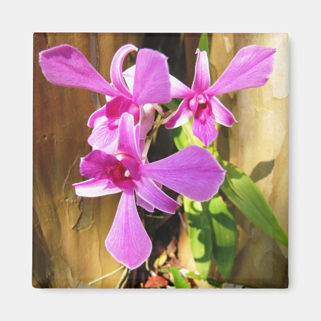 Orchid in Crepe Myrtle Tree Magnet (Front)