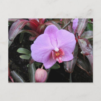 Orchid in the Garden Postcard
