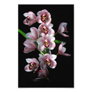 Orchid Insanity on black Photo Print