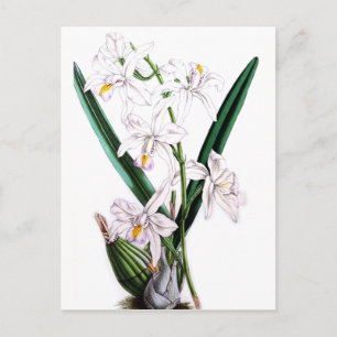 Orchid Laelia Albida, var Rosea Postcard