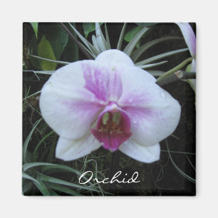Orchid Magnet