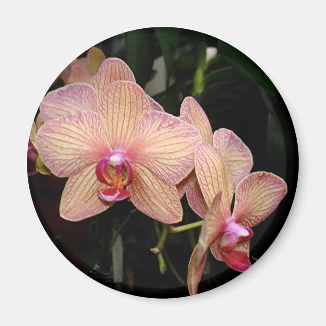 Orchid Magnet (Front)