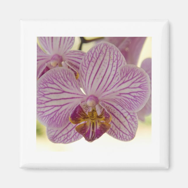 Orchid Magnet (Front)