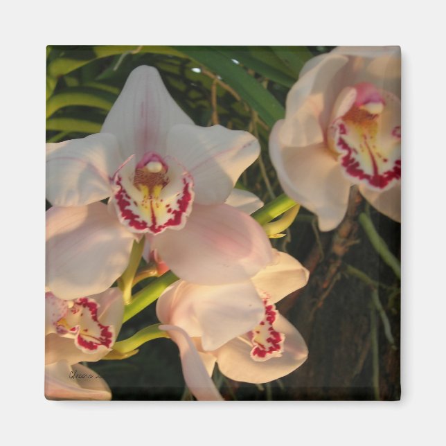 Orchid Magnet (Front)
