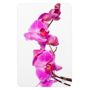 Orchid Magnet