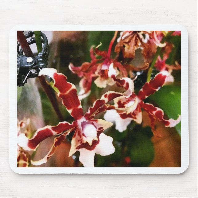 Orchid Mouse Pad (Front)