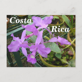 Orchid -- National Flower of Costa Rica Postcard