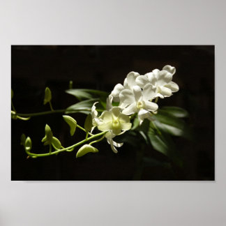 Orchid on black poster