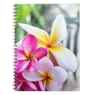 orchid, opal Hawaiian flower   kitchen recipe book