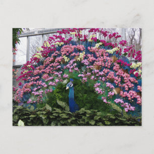 Orchid Peacock Postcard