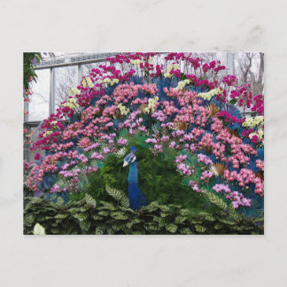 Orchid Peacock Postcard