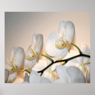 Orchid Phalae Sogo Art Print -24x20 -or smaller