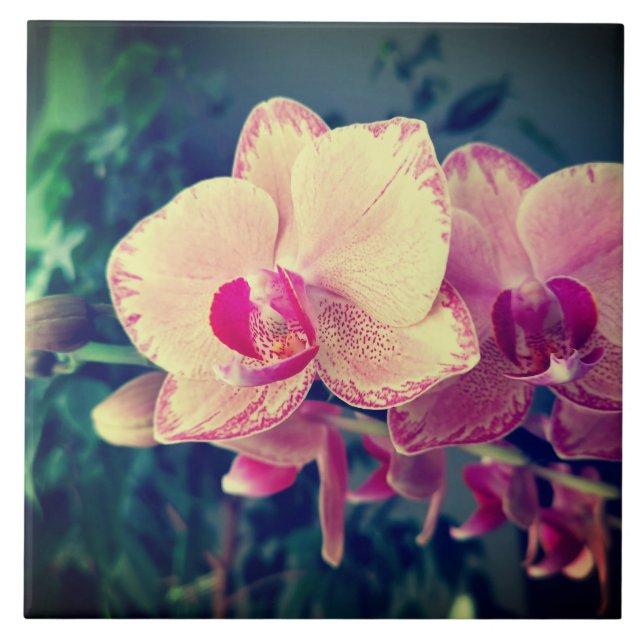 Orchid phalaenopsis ppolka dot pink flowers floral ceramic tile (Front)