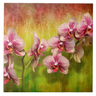 Orchid - Phalaenopsis - Simply a delight Tile