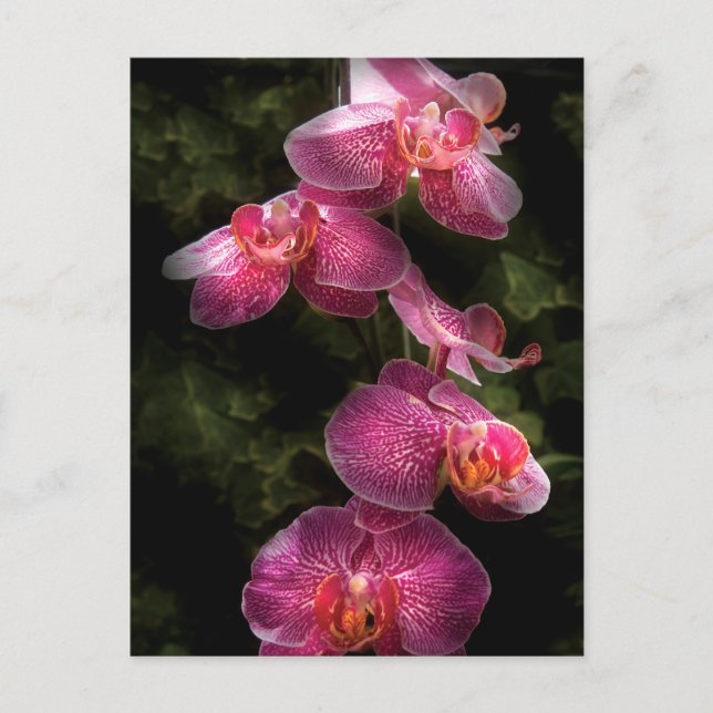 Orchid - Phalaenopsis - The Cluster Postcard (Front)