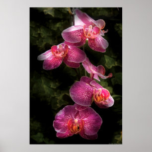 Orchid - Phalaenopsis - The Cluster Poster