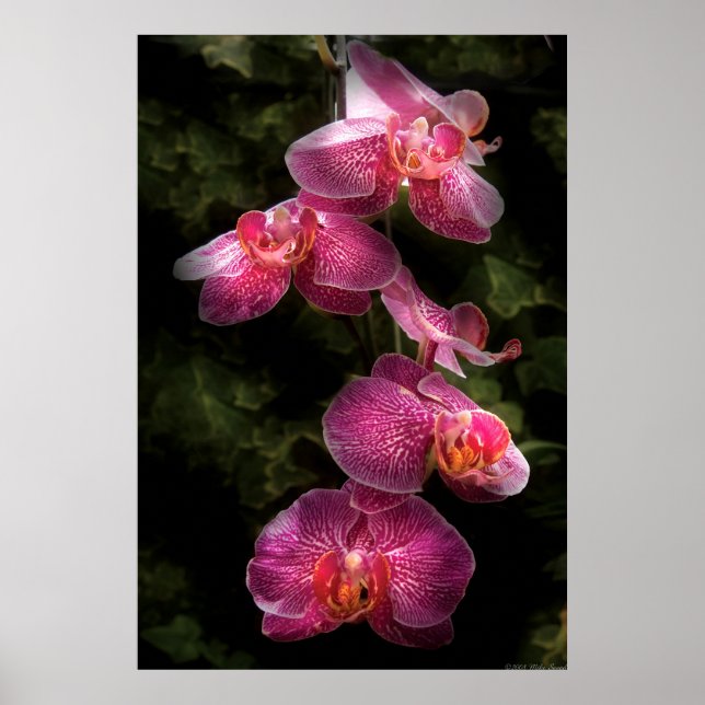 Orchid - Phalaenopsis - The Cluster Poster (Front)