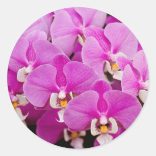 Orchid -  Phalaenopsis - Tickled pink Classic Round Sticker