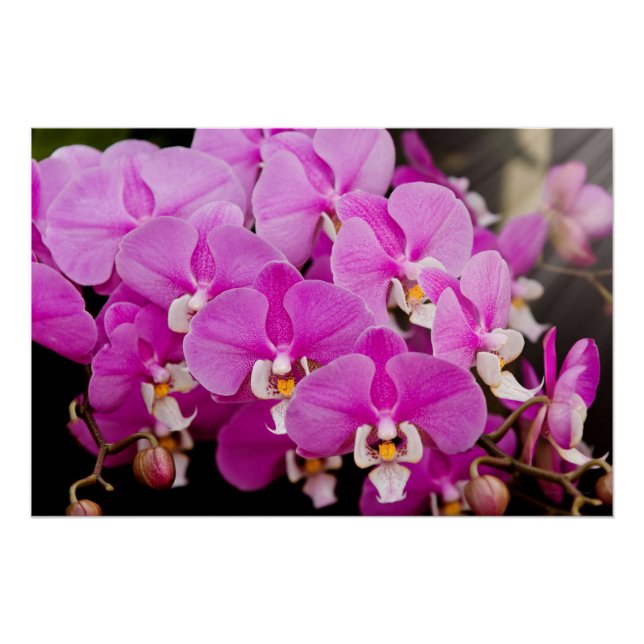 Orchid -  Phalaenopsis - Tickled pink Poster (Front)