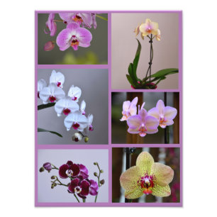 Orchid Photo Collage