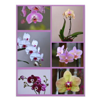 Orchid Photo Collage Print