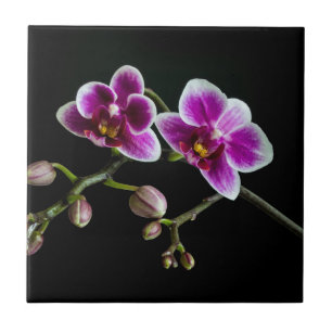 Orchid pink white colour on black pale gentle ceramic tile