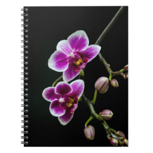 Orchid pink white colour on black pale gentle  notebook