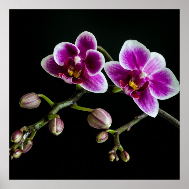 Orchid pink white colour on black pale gentle  poster (Front)