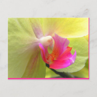 Orchid Postcard