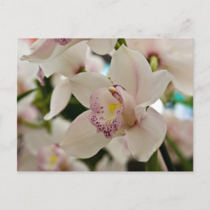 Orchid • Postcard