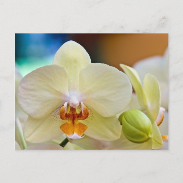 Orchid • Postcard (Front)