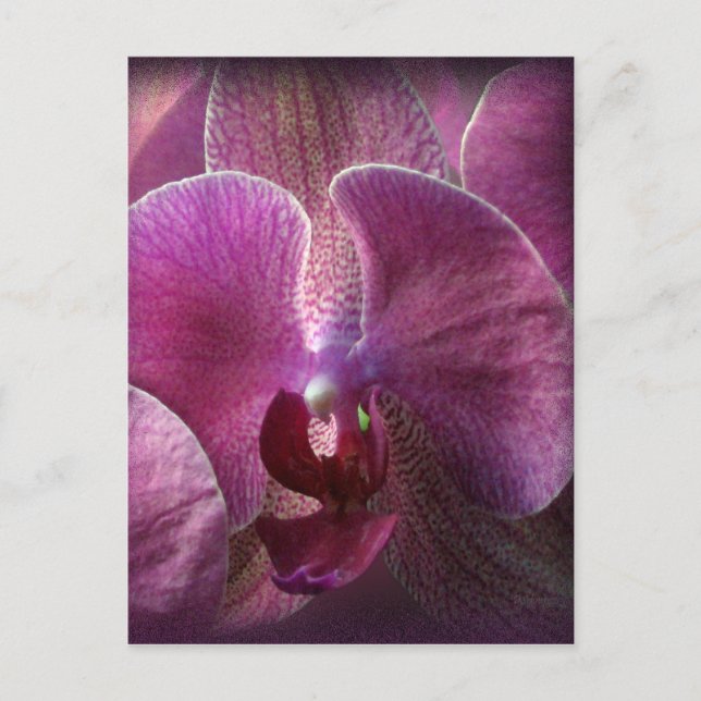Orchid Postcard (Front)