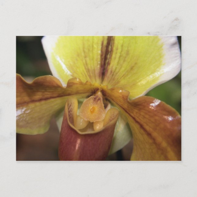 Orchid Postcard (Front)