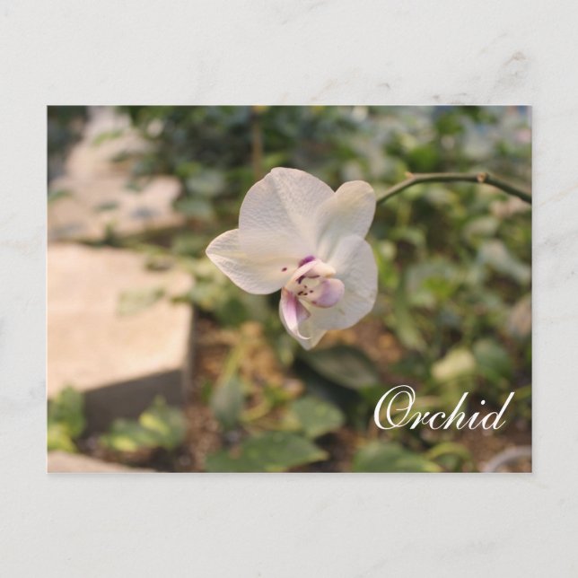 Orchid Postcard (Front)