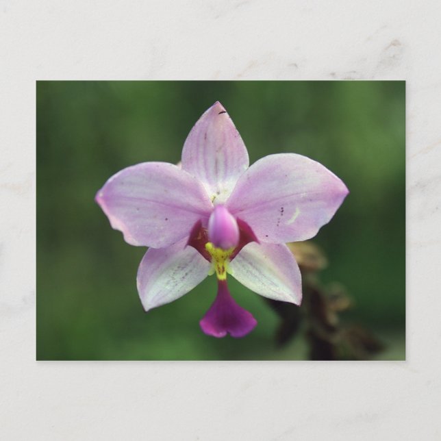 Orchid Postcard (Front)
