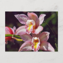 Orchid Postcard