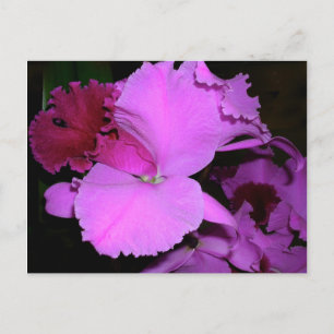 Orchid Postcard