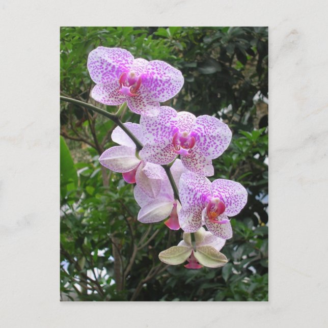 Orchid Postcard (Front)