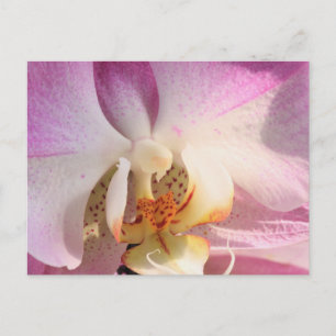 Orchid Postcard