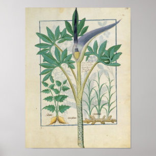 Orchid Poster