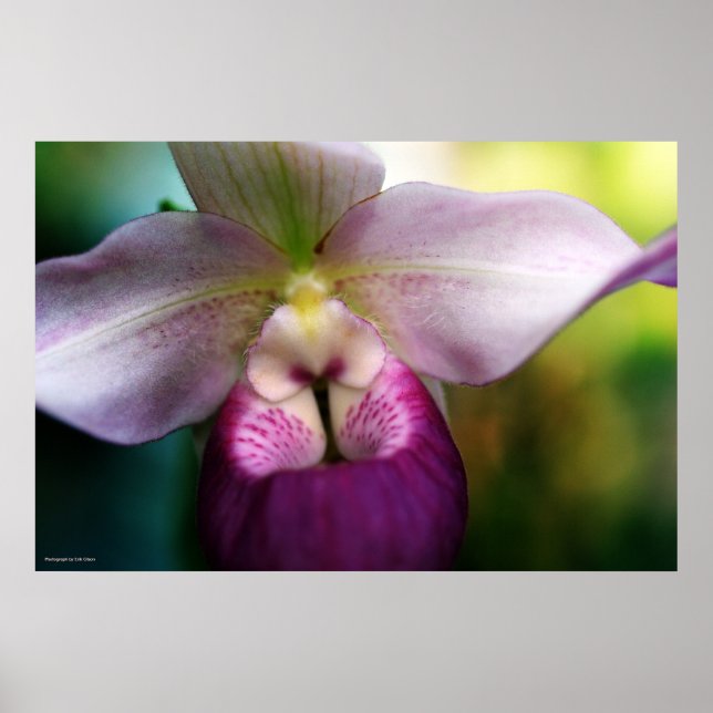 Orchid Poster (Front)